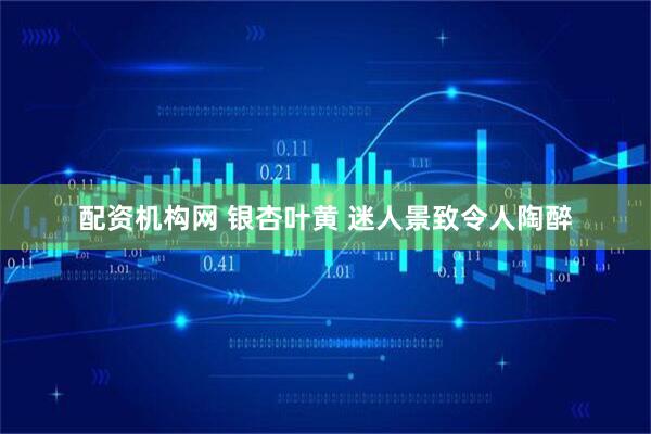 配资机构网 银杏叶黄 迷人景致令人陶醉